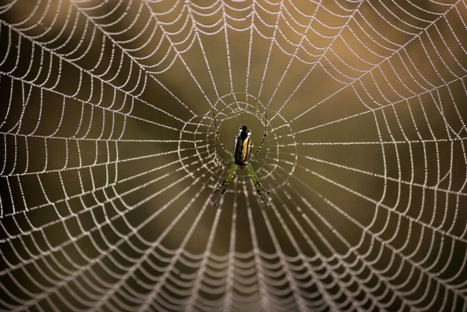 7 Cara Menyingkirkan Laba-laba dari Rumah