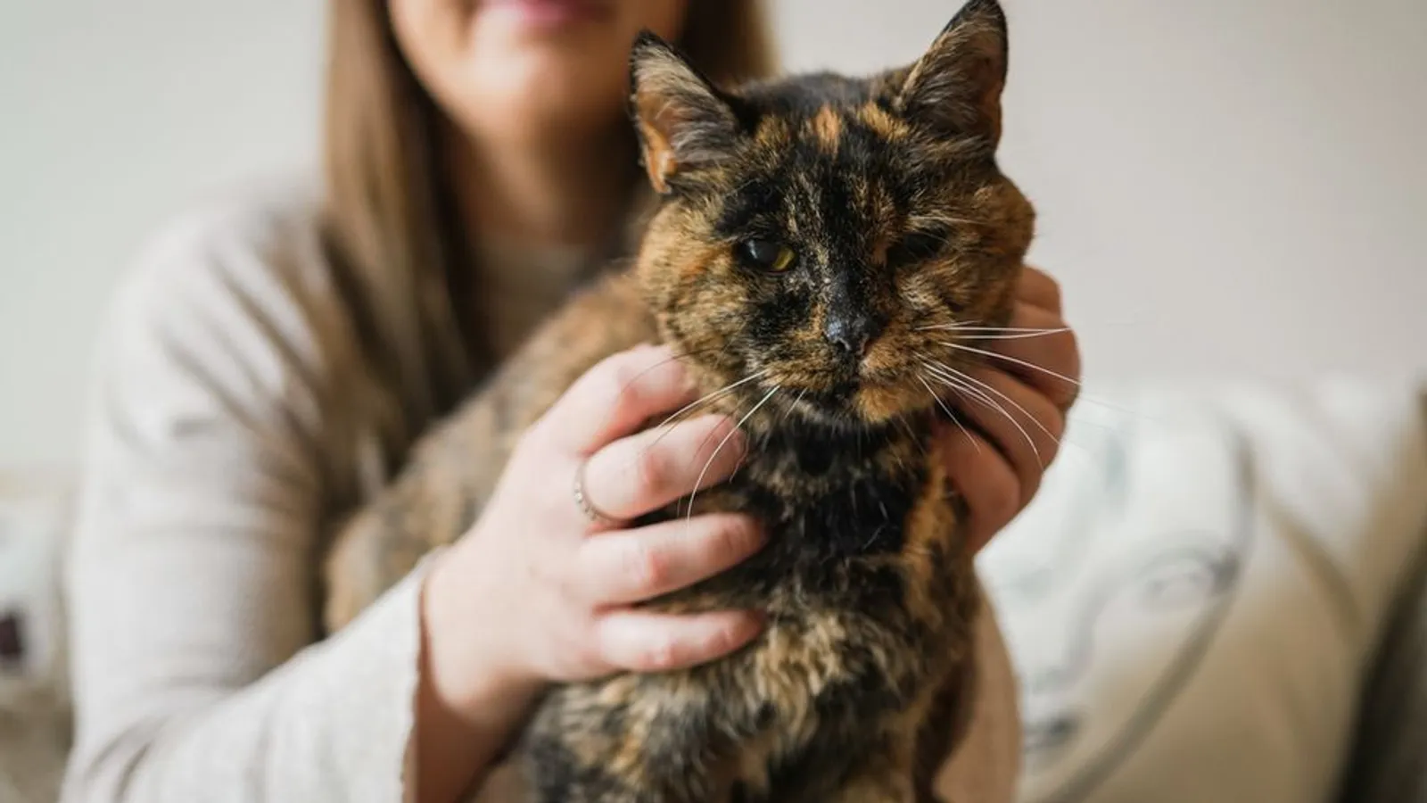 Kenalan dengan Flossie, Kucing Tertua di Dunia yang Hidup Hingga Kini