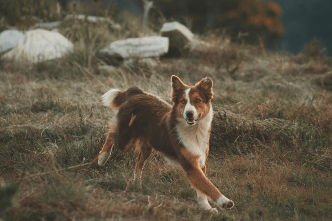 Arti Mimpi Bertemu Anjing Peliharaan Yang Sudah Mati