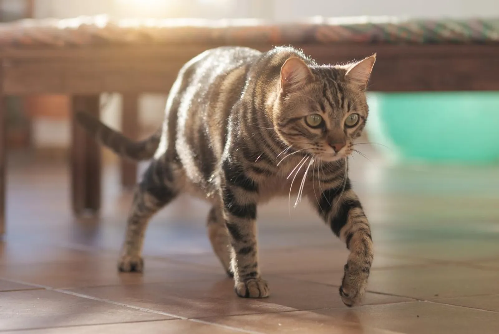Mengenal Cerebellar Hypoplasia, Gangguan Keseimbangan Pada Kucing