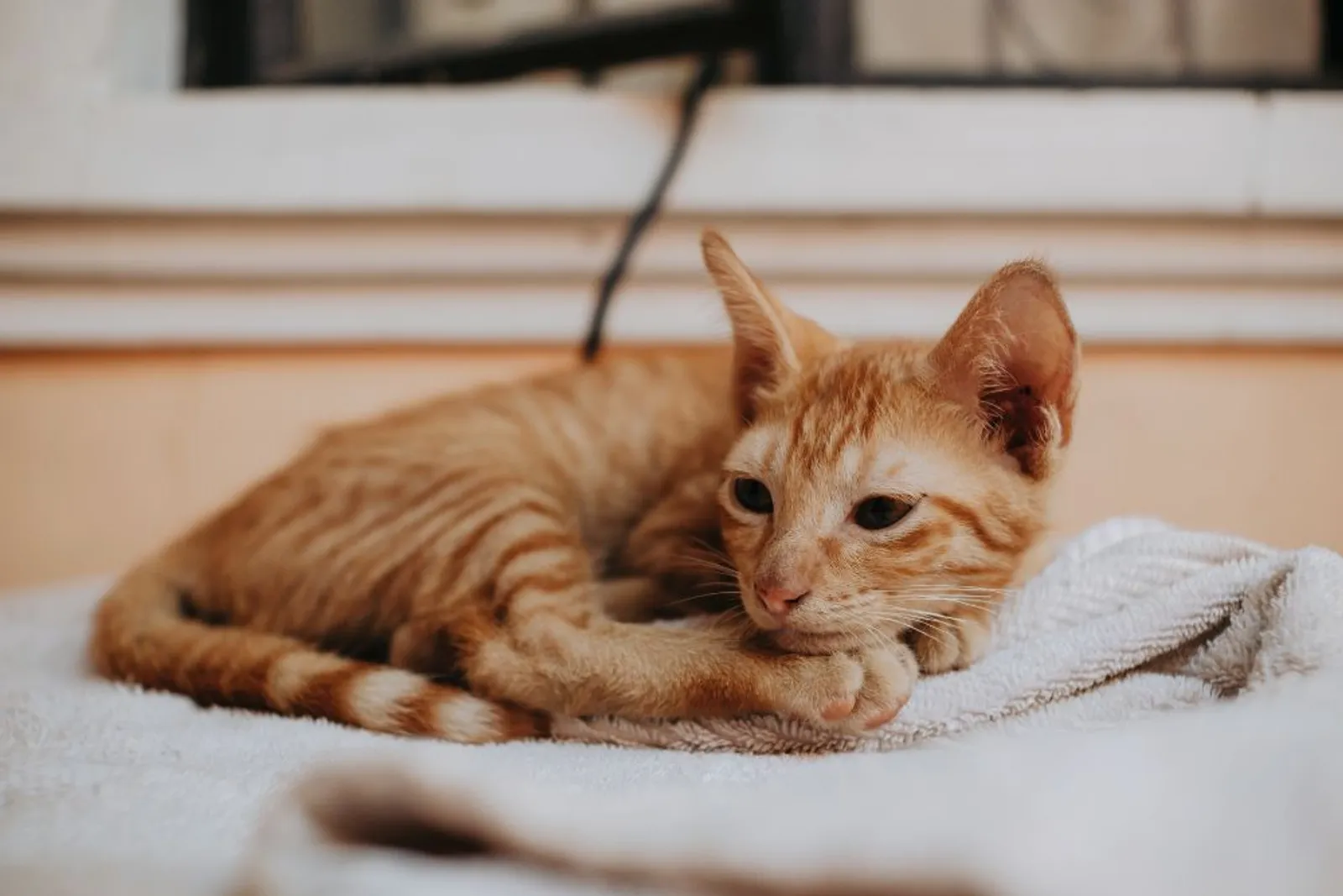 Bikin Terharu, Ini 7 Cara Kucing Menunjukan Rasa Cintanya