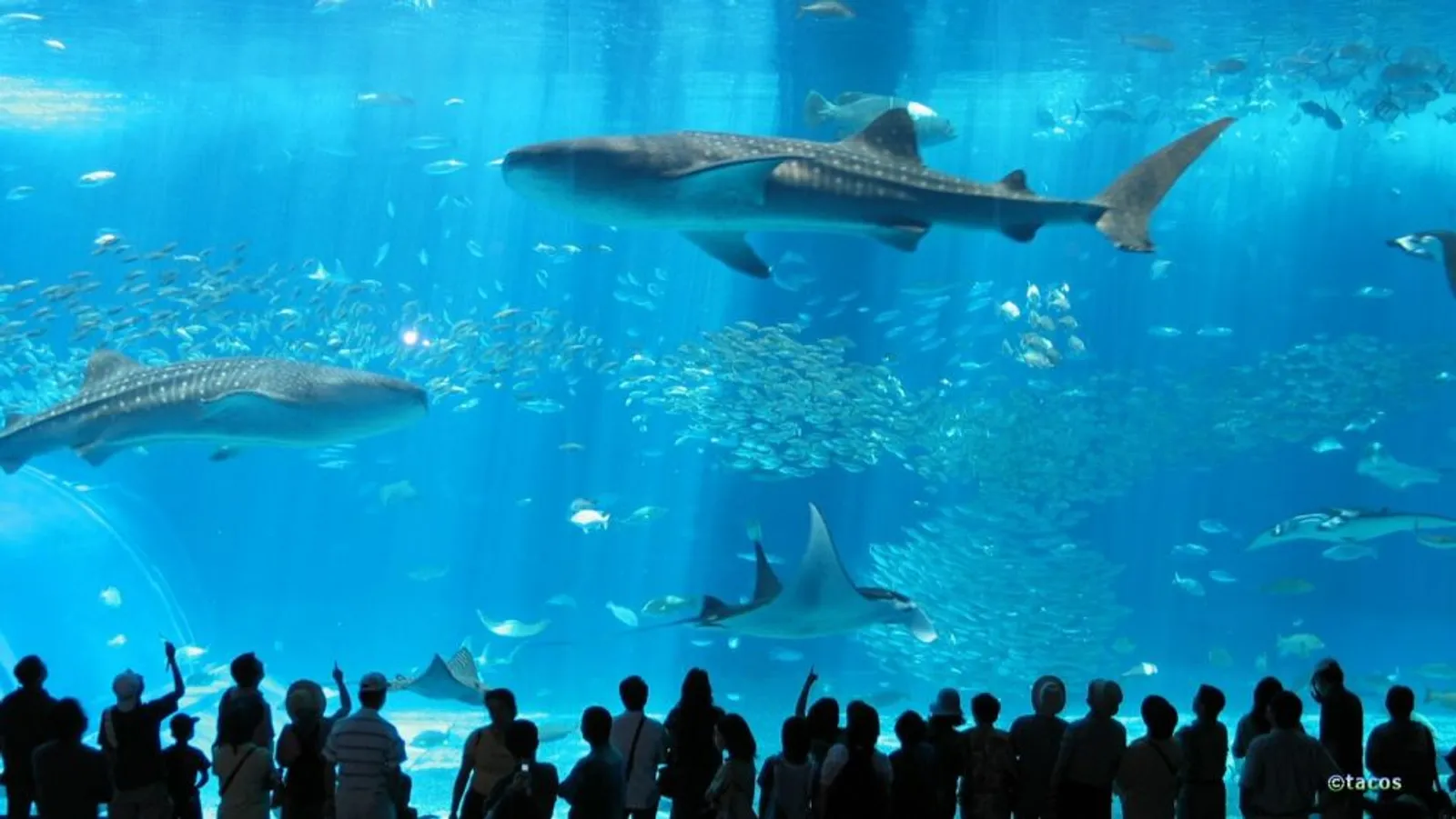 10 Akuarium Terbesar di Dunia, Ada AquaDom yang Dikabarkan Pecah