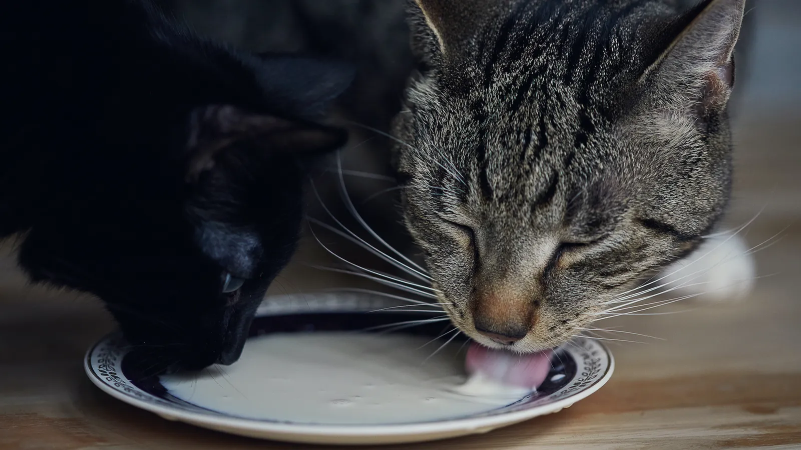 Dapat Picu Kematian, 9 Hal ini Tak Boleh Dilakukan kepada Kucing