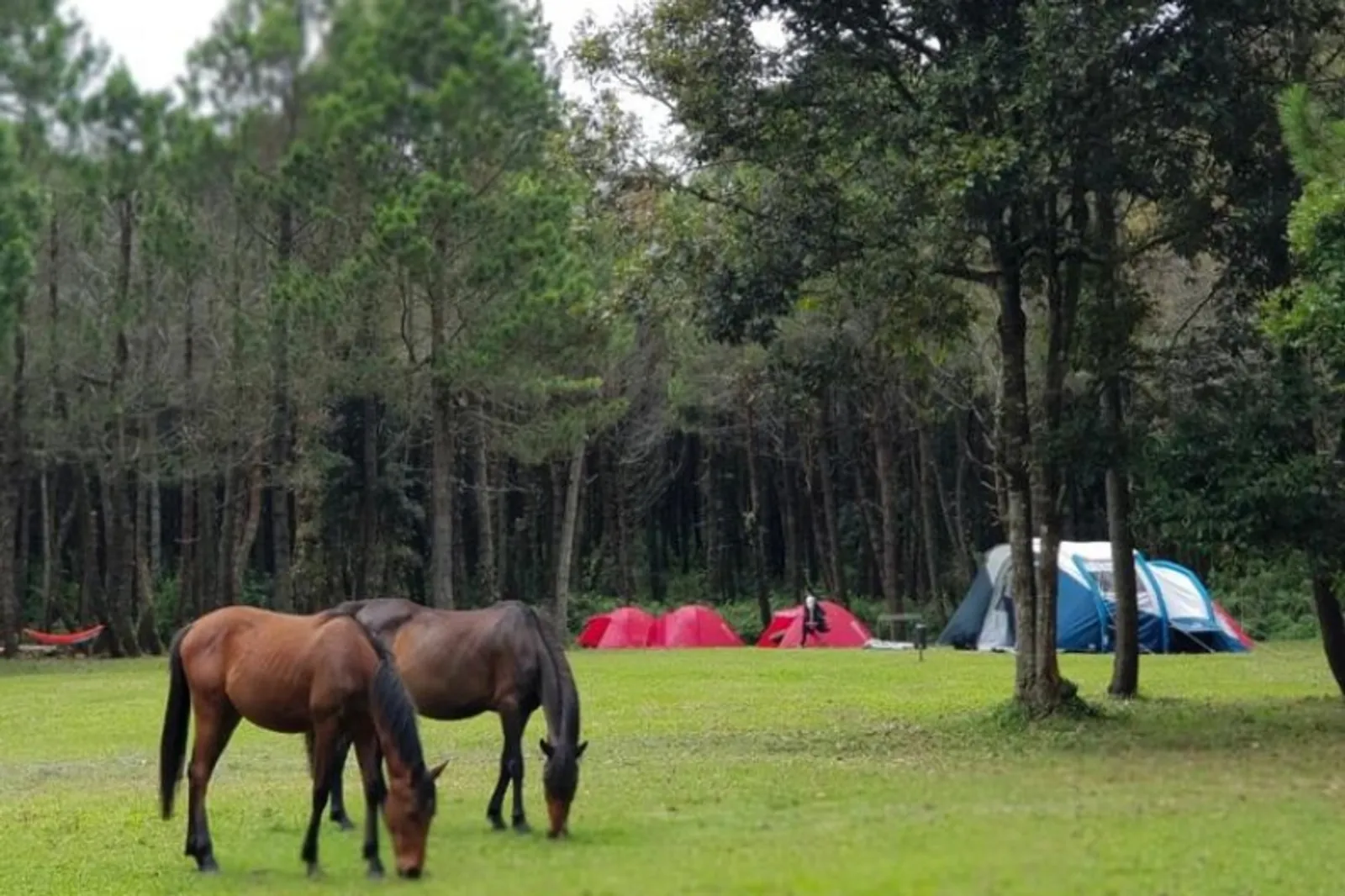 10 Rekomendasi Tempat Camping di Bandung, Bentang Alamnya Menakjubkan!