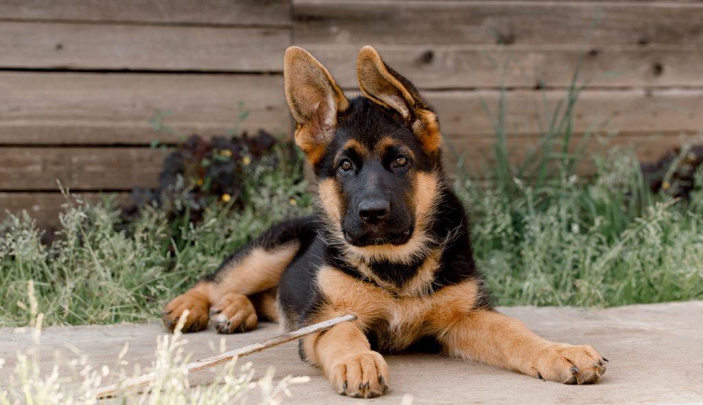 7 Fakta Anjing German Shepherd, Joe di Film 'Balada Si Roy'