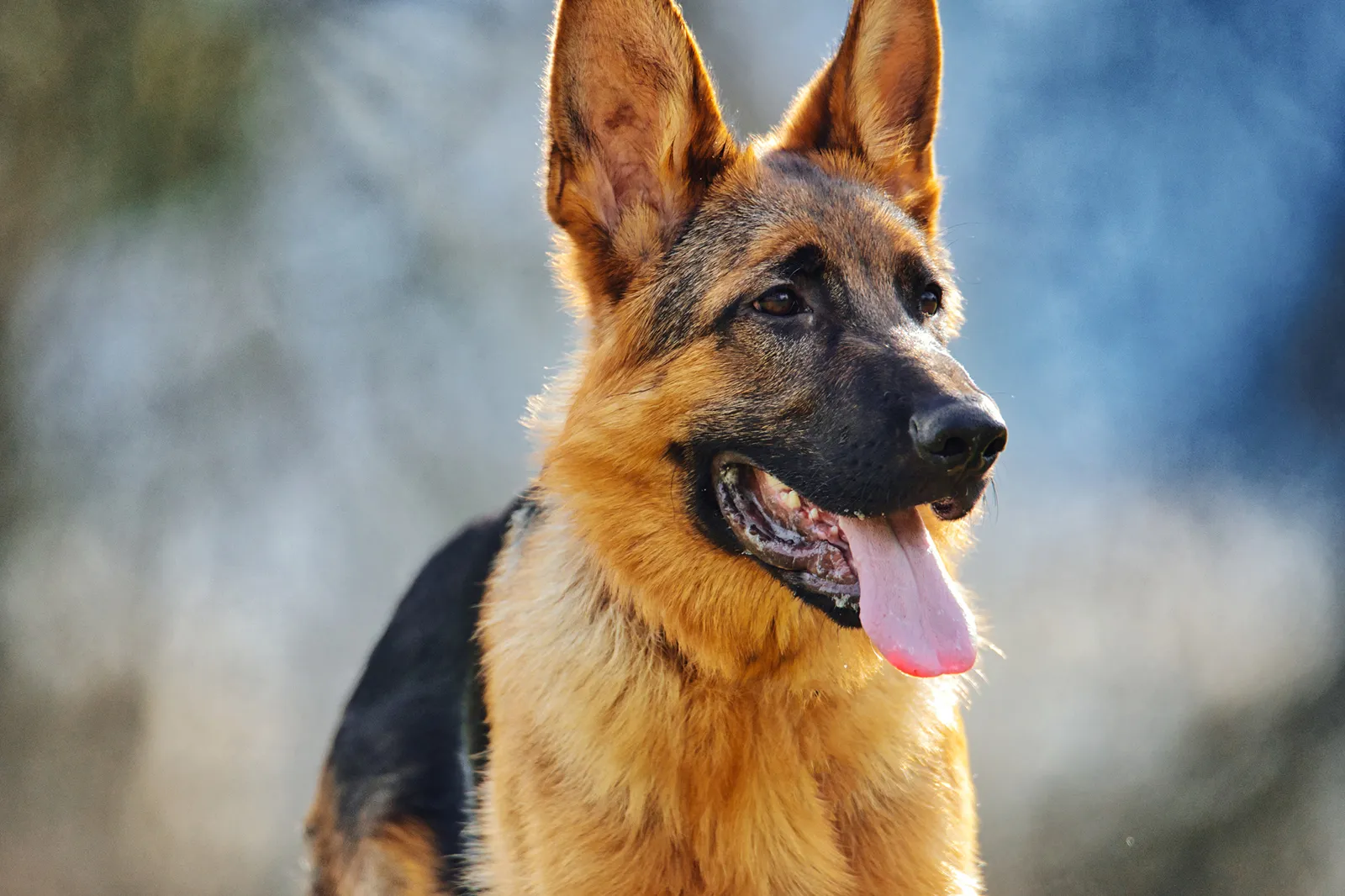 7 Fakta Anjing German Shepherd, Joe di Film 'Balada Si Roy'