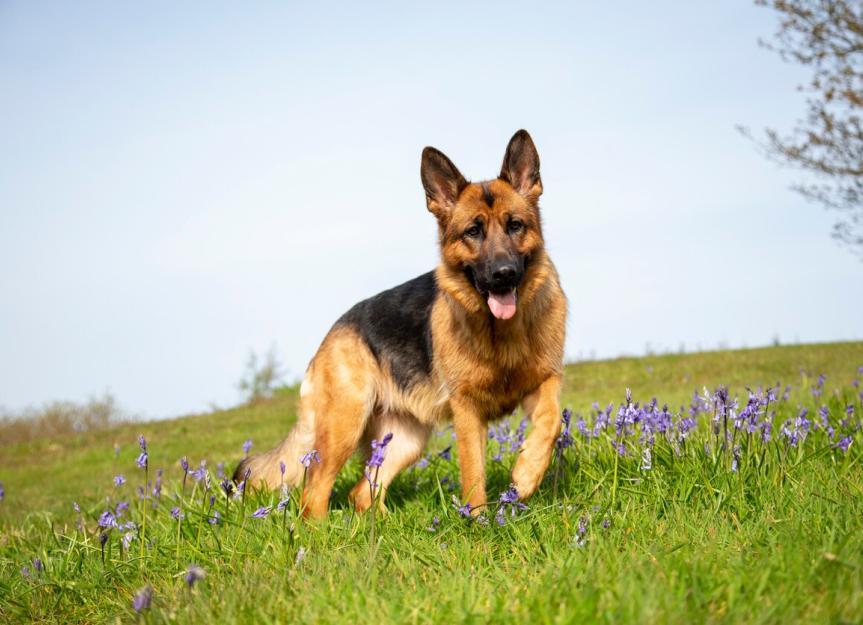 7 Fakta Anjing German Shepherd, Joe di Film 'Balada Si Roy'