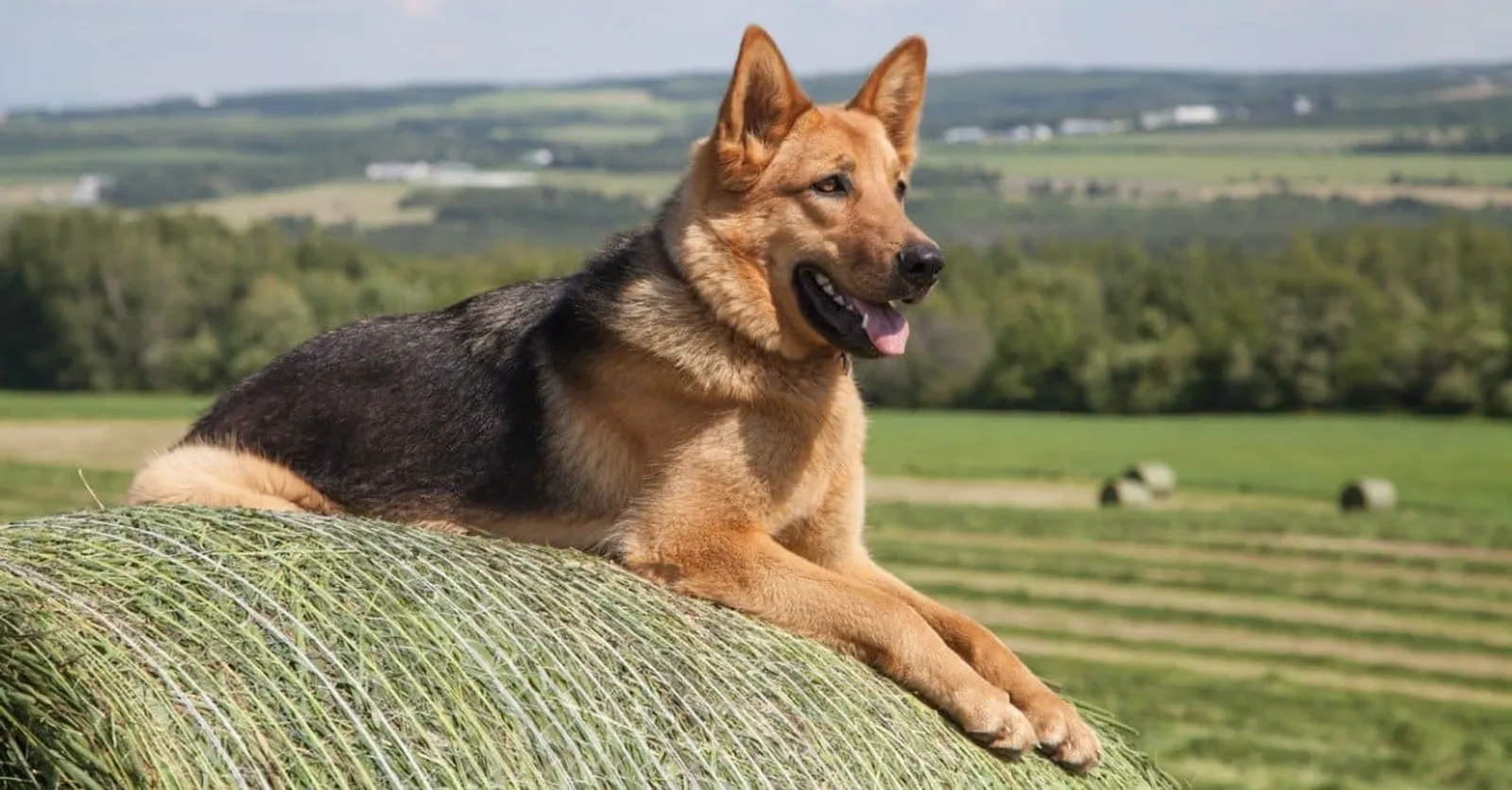 7 Fakta Anjing German Shepherd, Joe di Film 'Balada Si Roy'