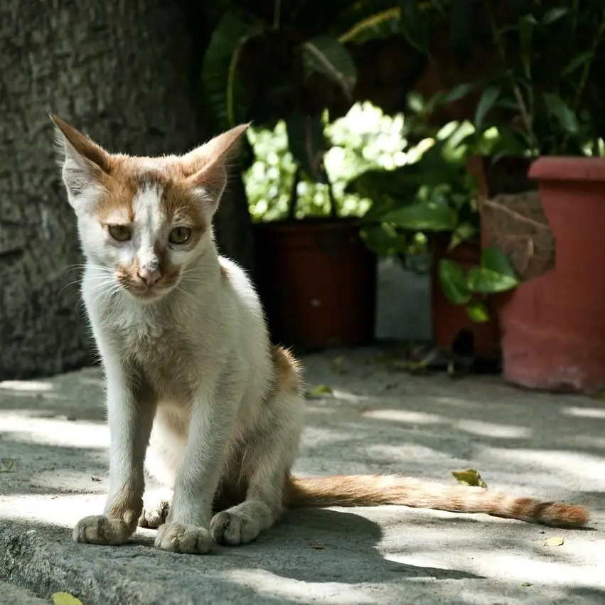 Jangan Panik! Ini 7 Alasan Kucing Memakan Anaknya Setelah Melahirkan