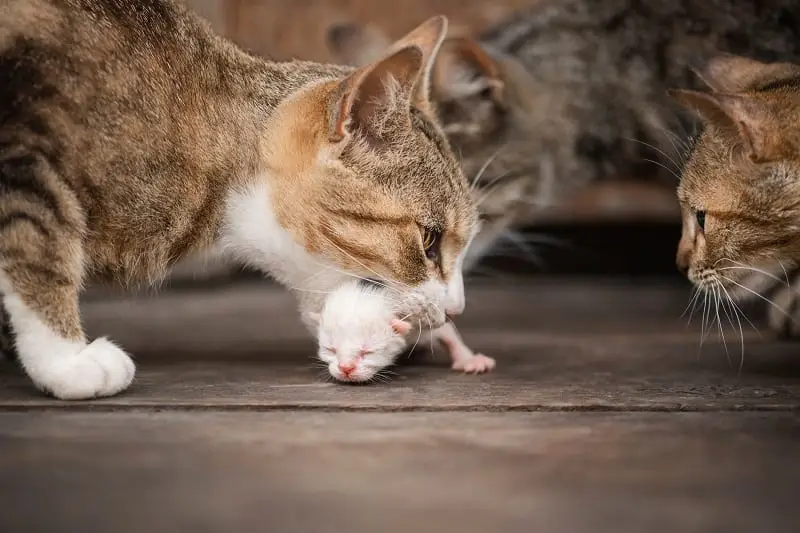 Jangan Panik! Ini 7 Alasan Kucing Memakan Anaknya Setelah Melahirkan