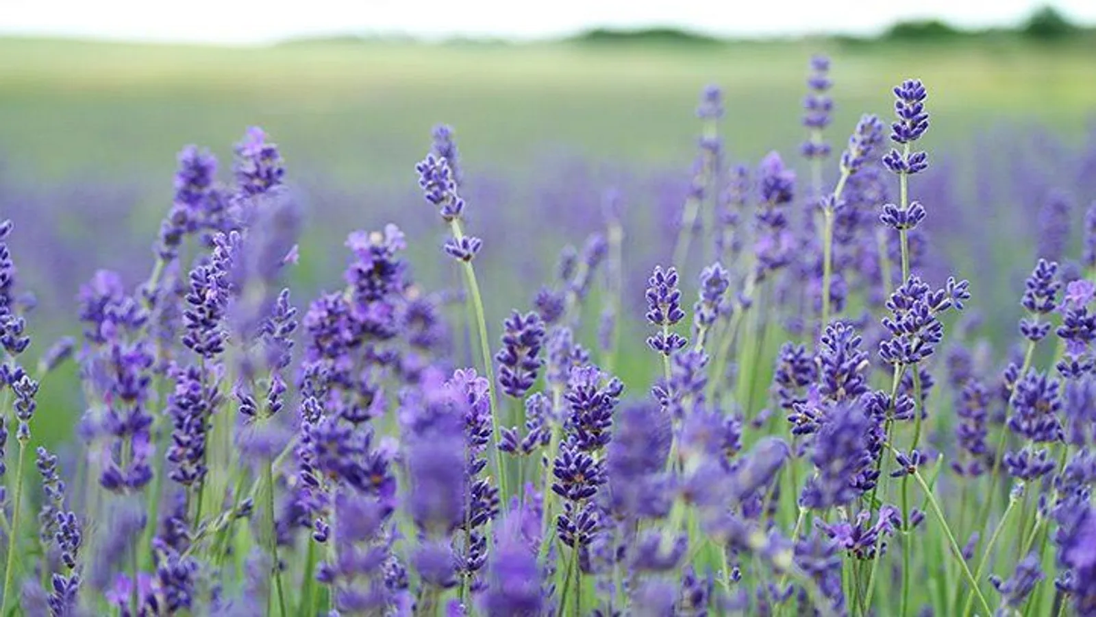 5 Manfaat Bunga Lavender untuk Kesehatan Kulit