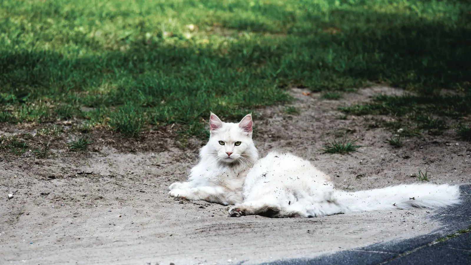 Terancam Tuli dan Kanker Kulit, Ini 7 Fakta Menarik Kucing Putih