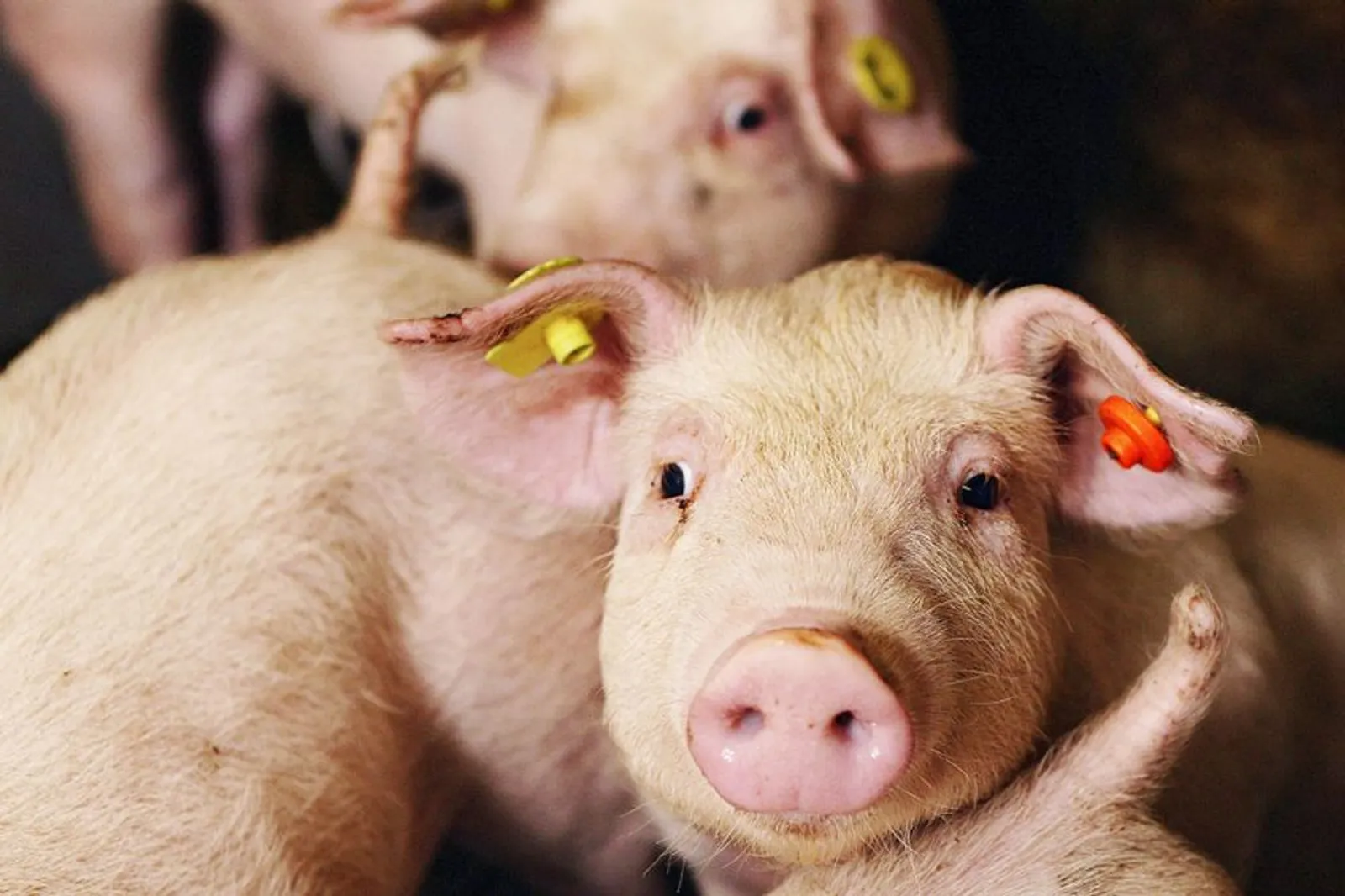 Ini 35 Tanda Makanan Mengandung Babi, Cermati Lagi Istilahnya