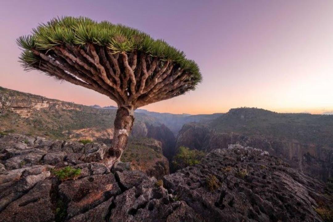 Penuh Misteri, Ini 13 Potret Menakjubkan Kehidupan Pulau Socotra