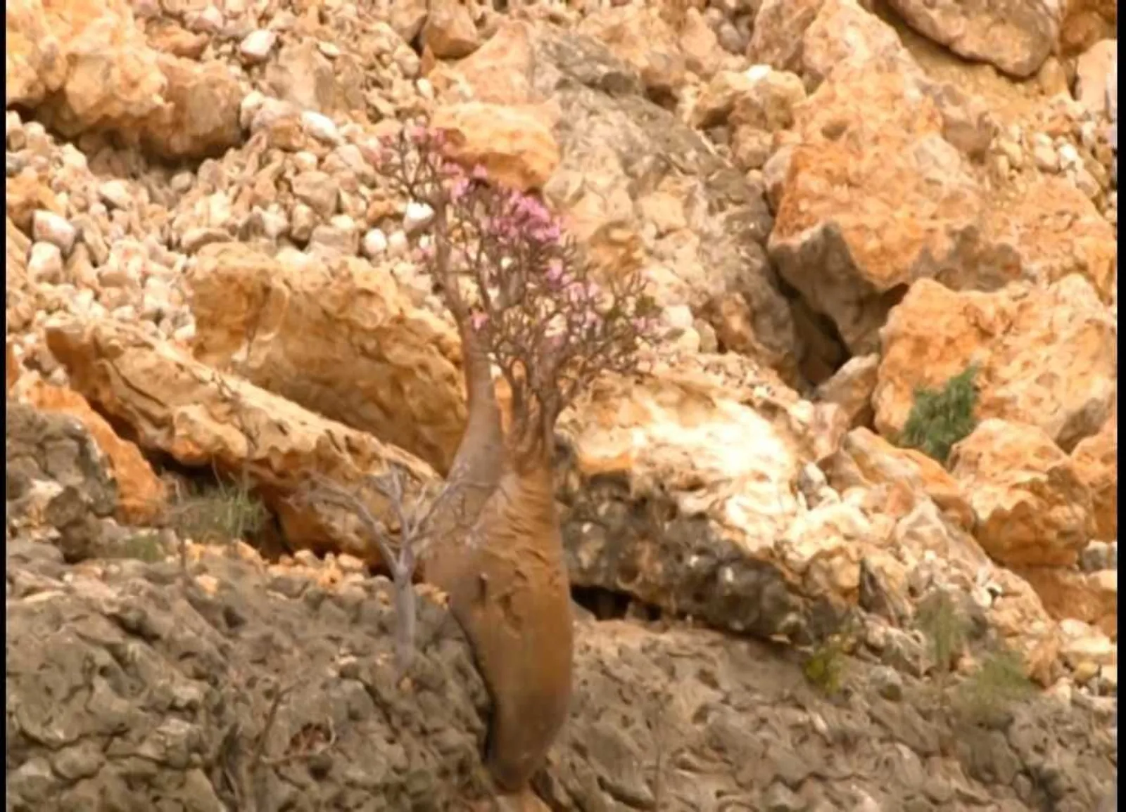 Penuh Misteri, Ini 13 Potret Menakjubkan Kehidupan Pulau Socotra