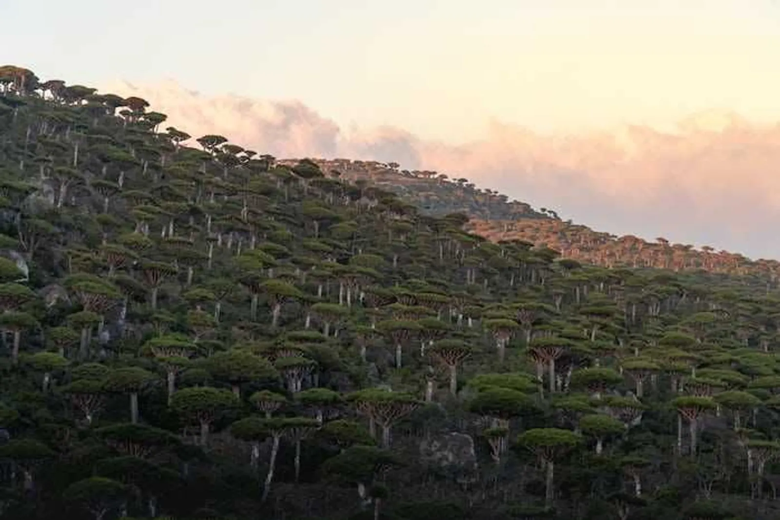 Penuh Misteri, Ini 13 Potret Menakjubkan Kehidupan Pulau Socotra