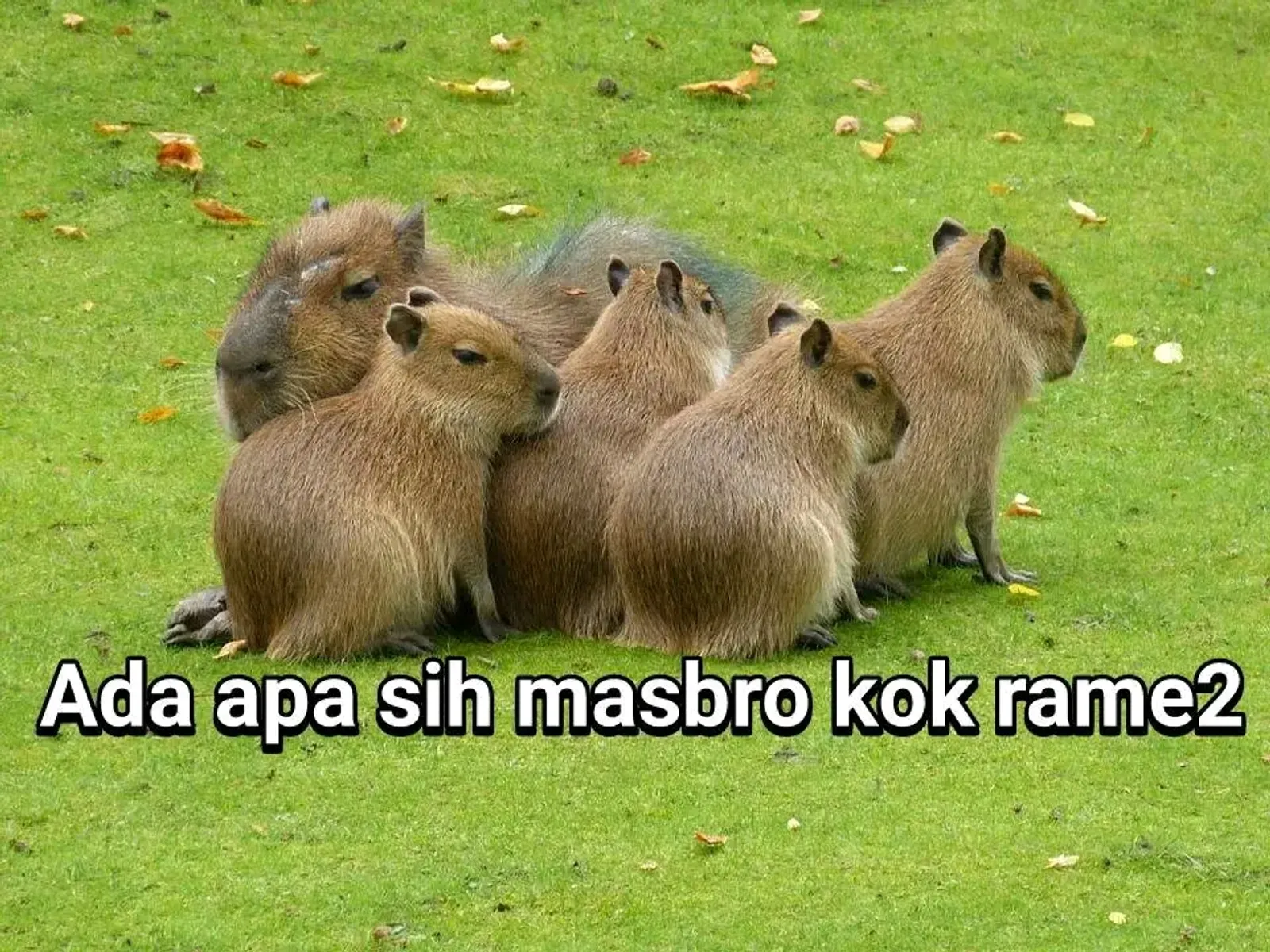 Mengenal Kapibara, Binatang Paling Ramah dan Woles