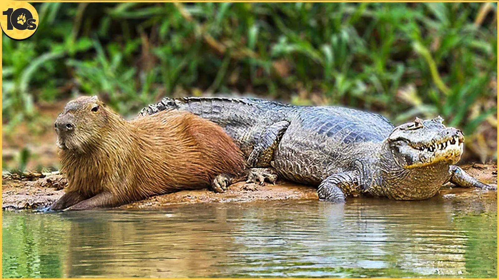 Mengenal Kapibara, Binatang Paling Ramah dan Woles