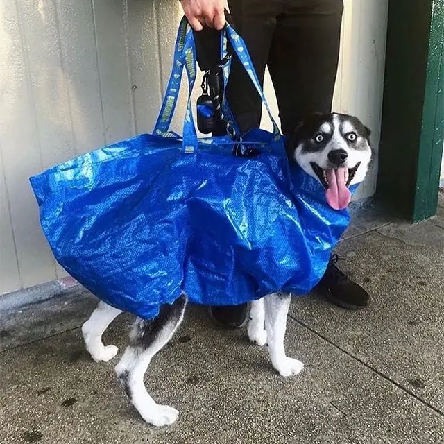 15 Cara Kocak Agar Anjing Bisa Masuk Kereta Bawah Tanah, Kreatif!