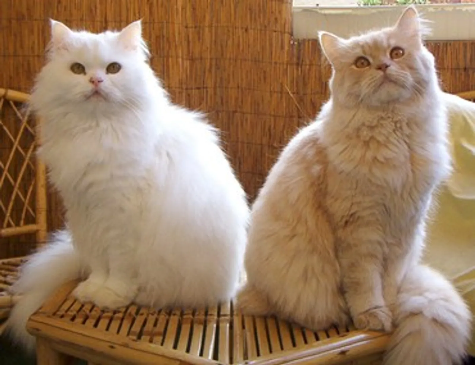 Jangan Tertukar! Kenali 7 Perbedaan Kucing Persia dan Kucing Anggora