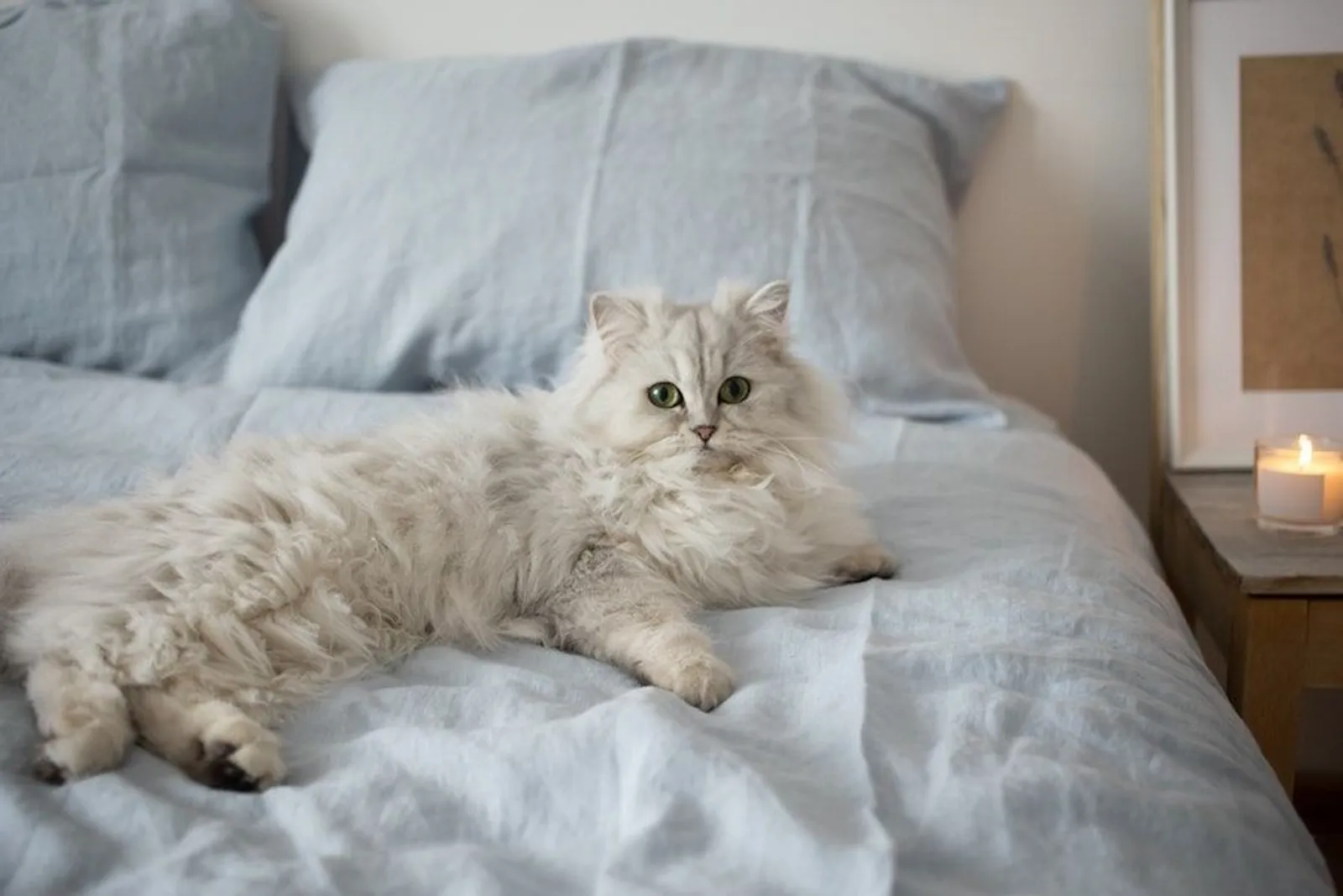 Jangan Tertukar! Kenali 7 Perbedaan Kucing Persia dan Kucing Anggora