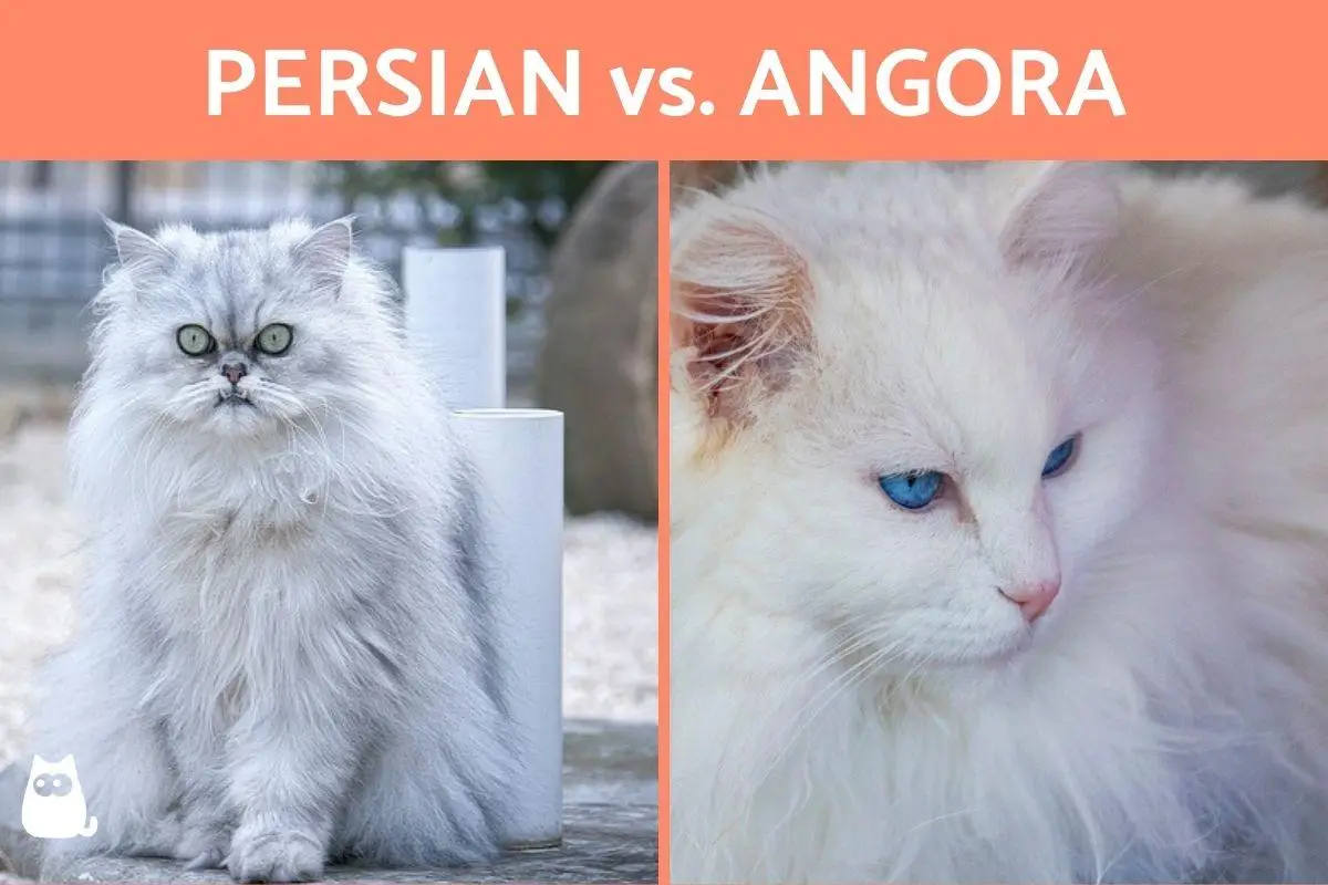 Jangan Tertukar! Kenali 7 Perbedaan Kucing Persia dan Kucing Anggora