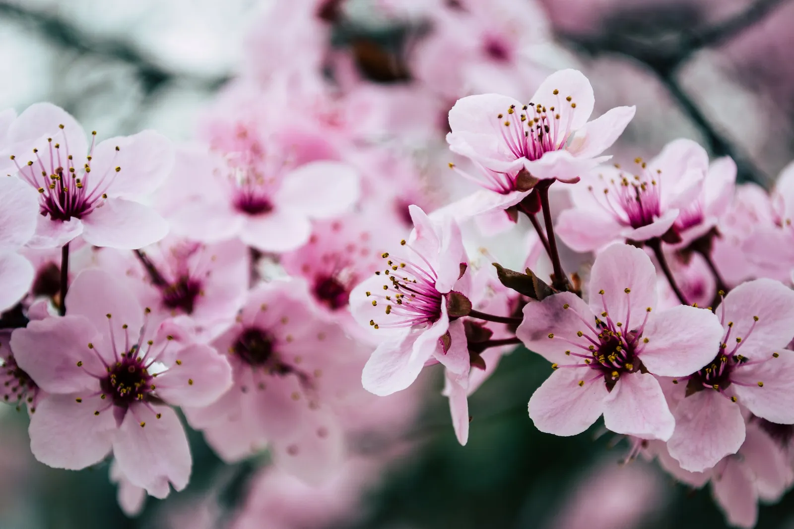 Bikin Hati Terpikat, Inilah 10 Bunga Paling Cantik di Dunia