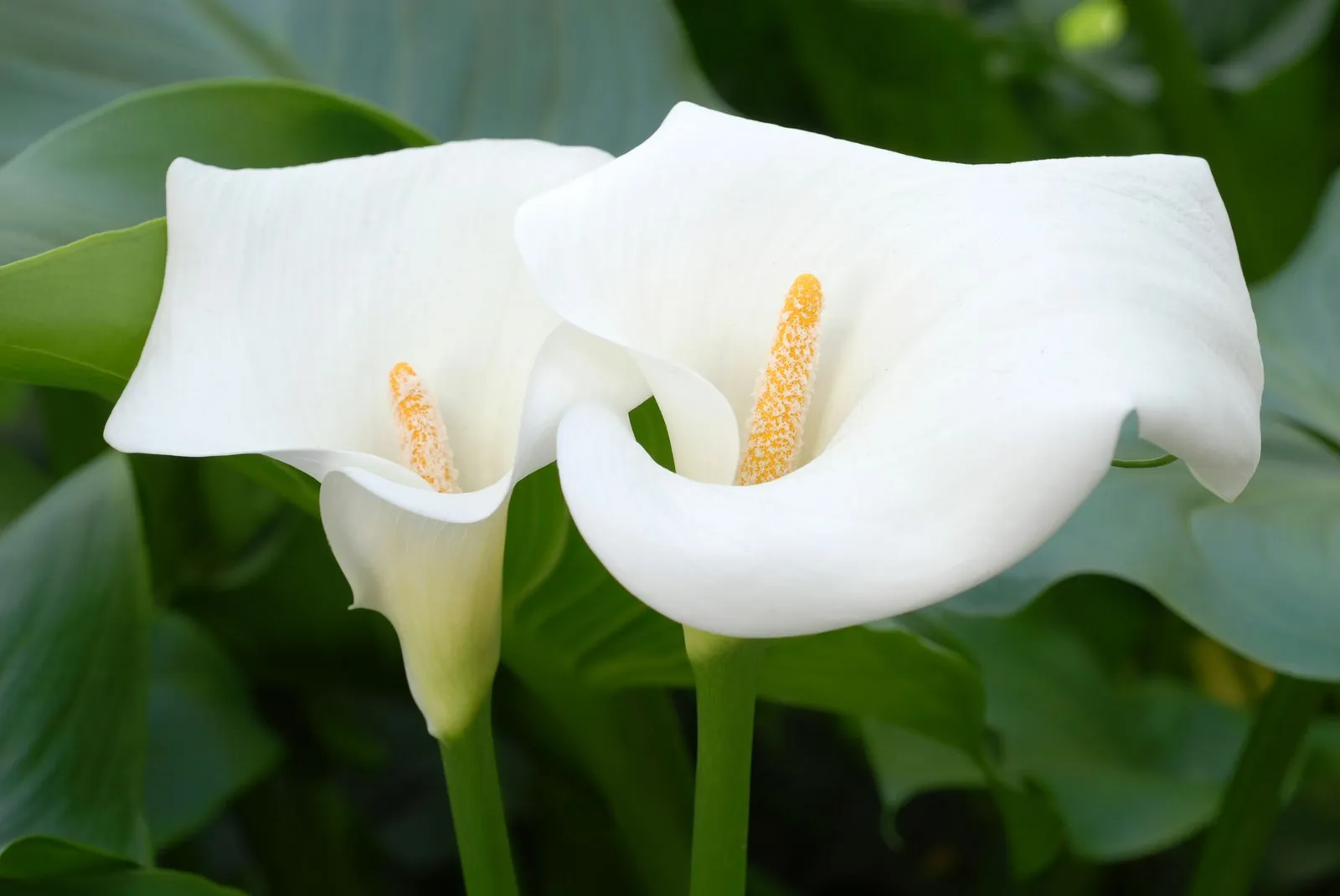 Bikin Hati Terpikat, Inilah 10 Bunga Paling Cantik di Dunia