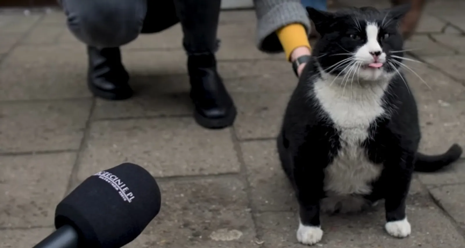 Bertemu dengan Gacek, Kucing Gempal yang Menjadi Ikon Kota di Polandia