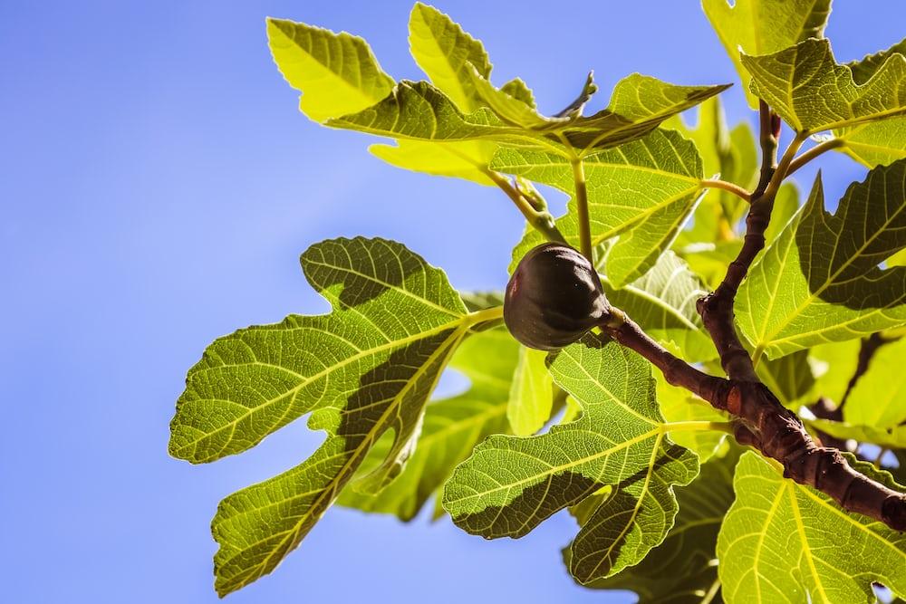 8 Fakta Unik Buah Tin, Buah Surga yang Menjadi Nama Surah di Alquran