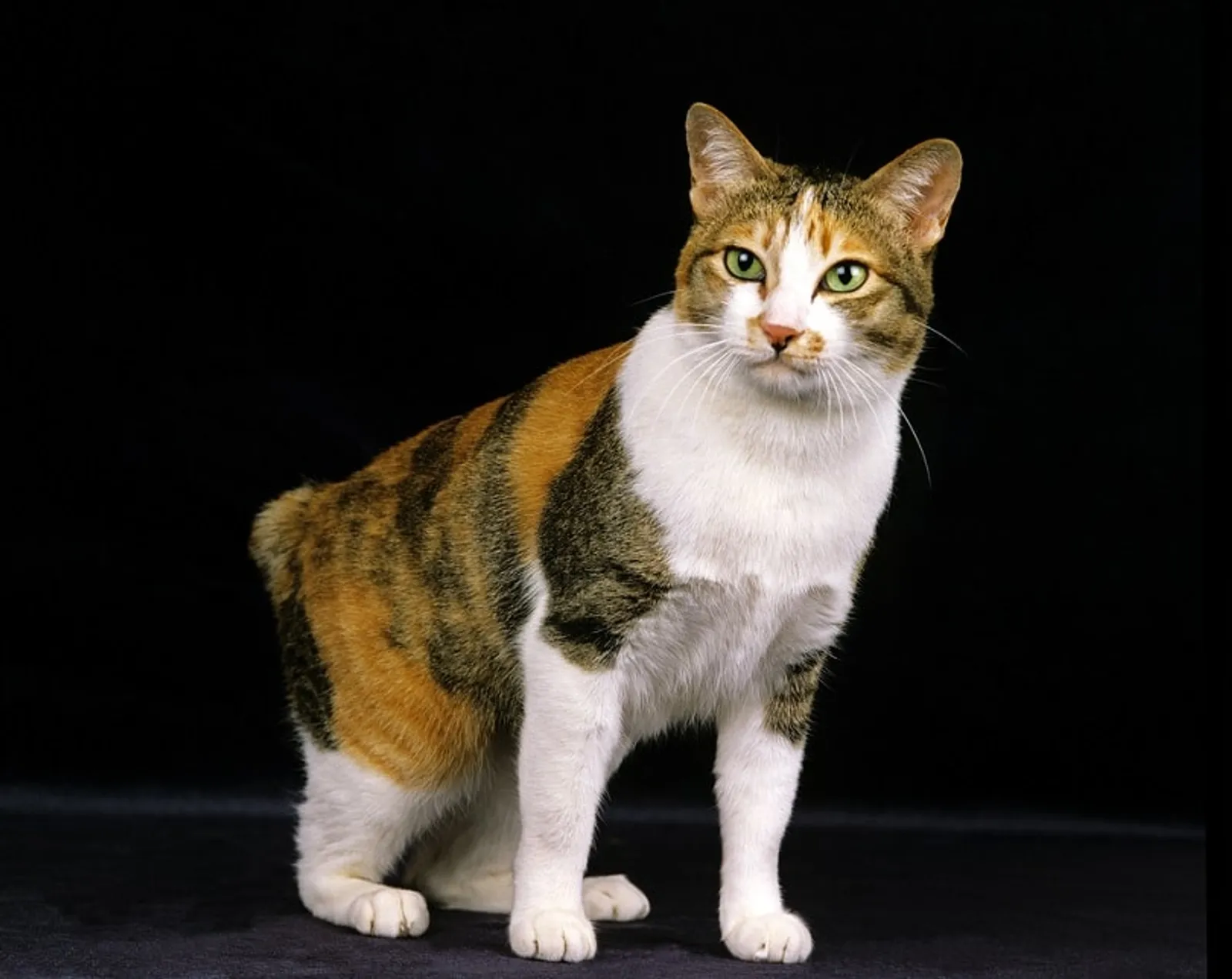10 Fakta Menarik Kucing Calico, Si Belang Tiga Pembawa Hoki