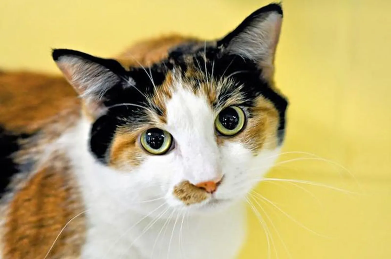 10 Fakta Menarik Kucing Calico, Si Belang Tiga Pembawa Hoki