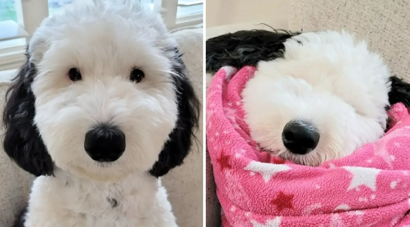 Kenalan dengan Bayley, Anjing Lucu Sosok Snoopy di Dunia Nyata