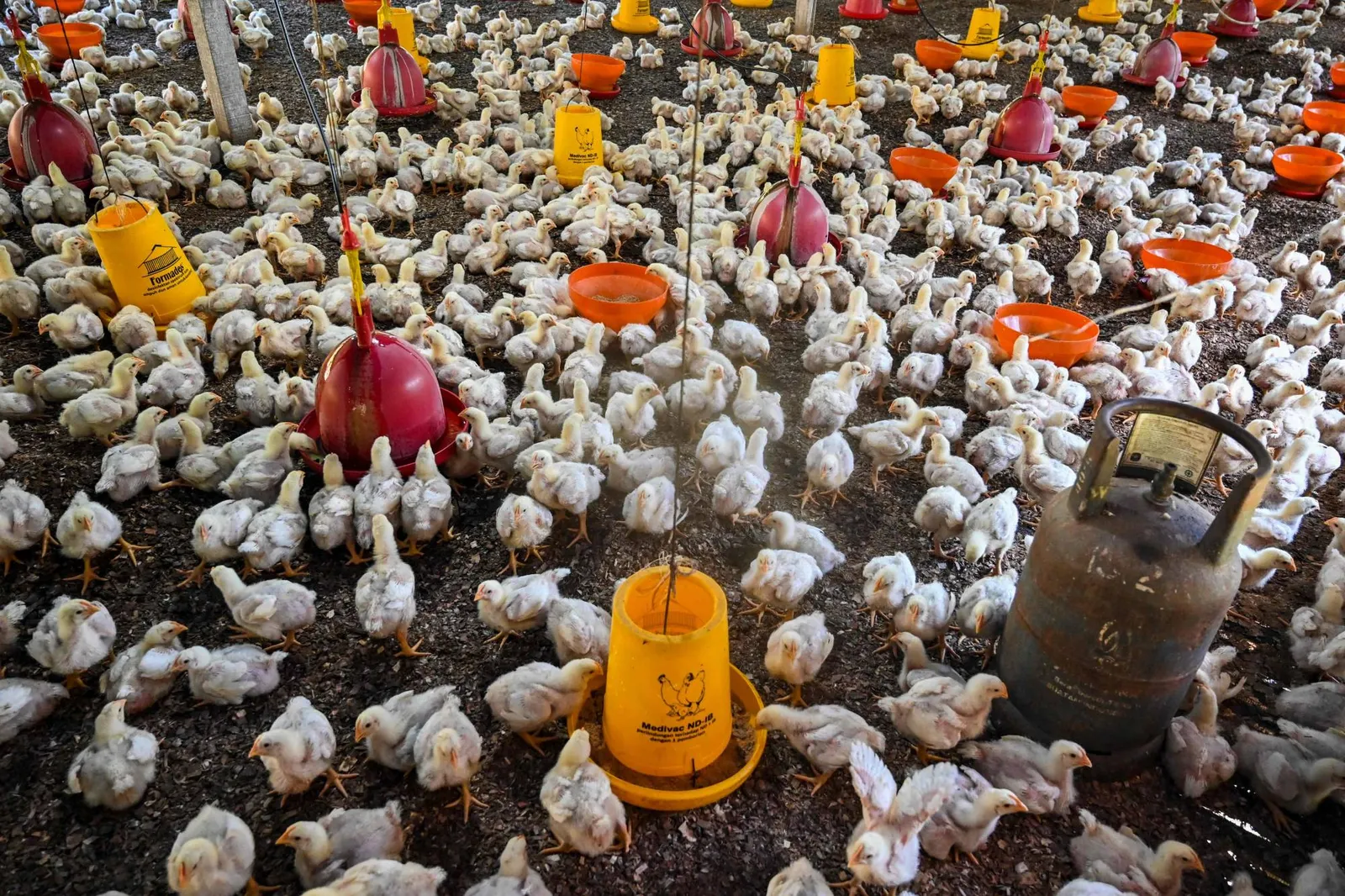 Jepang Alami Kenaikan Harga Makanan, Buntut Krisis Produksi  Telur