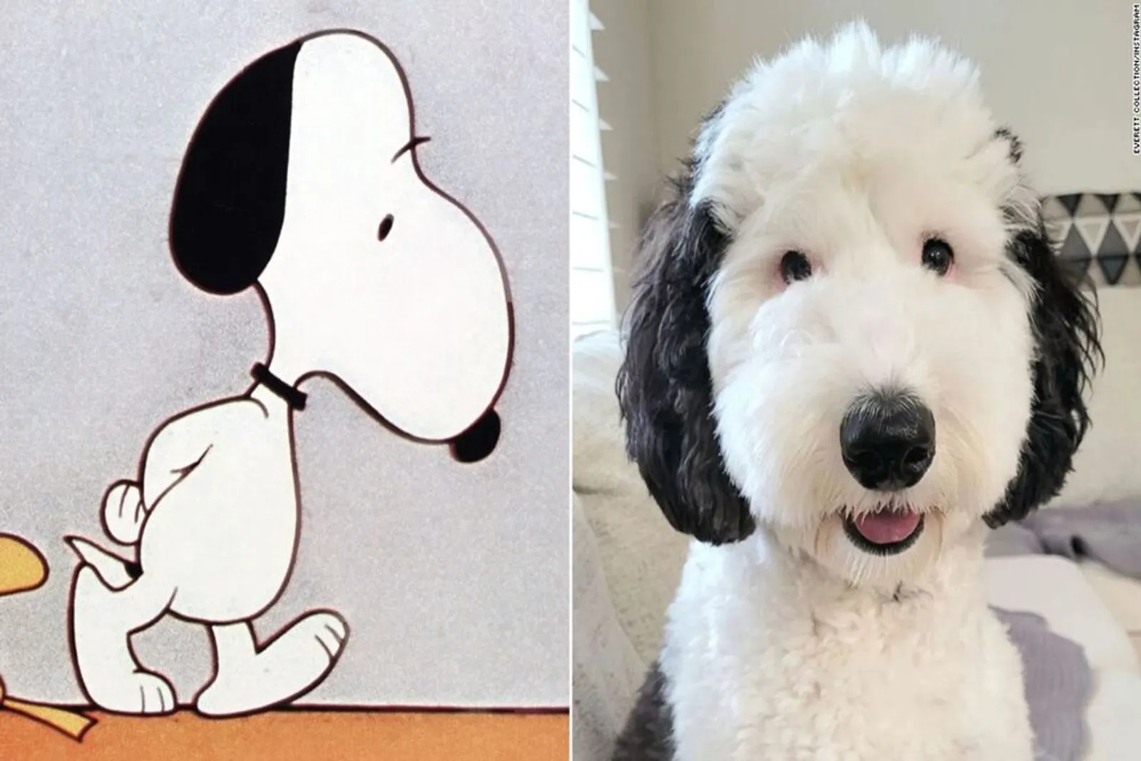 Kenalan dengan Bayley, Anjing Lucu Sosok Snoopy di Dunia Nyata