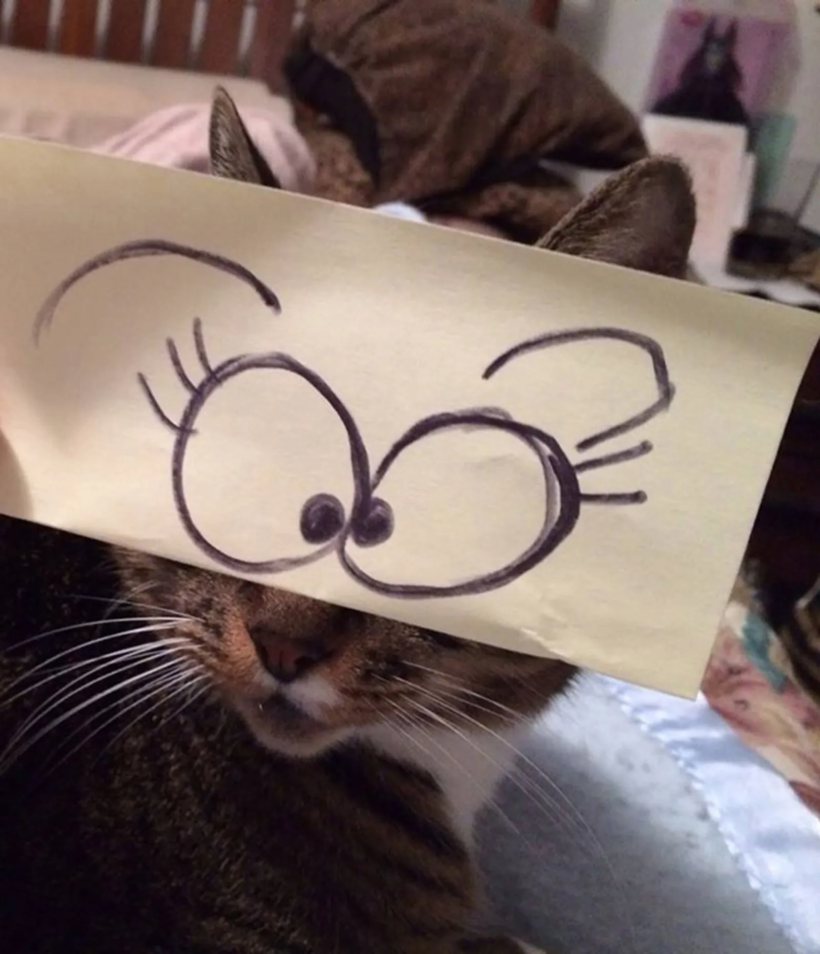Potret Kucing dengan Sketsa Mata Beragam yang Bikin Ngakak!