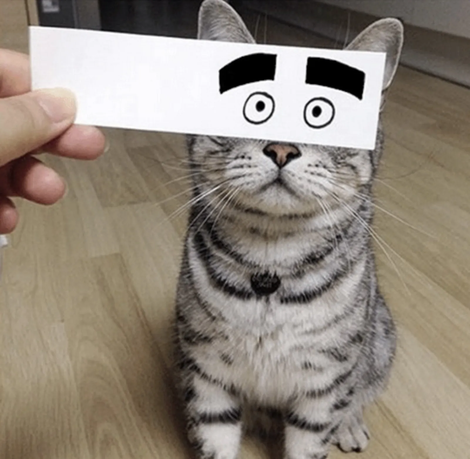Potret Kucing dengan Sketsa Mata Beragam yang Bikin Ngakak!