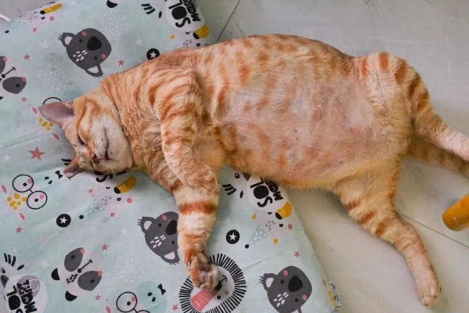 13+ Potret Lucu Kucing Tidur dengan Gaya Absurd yang Menghibur!