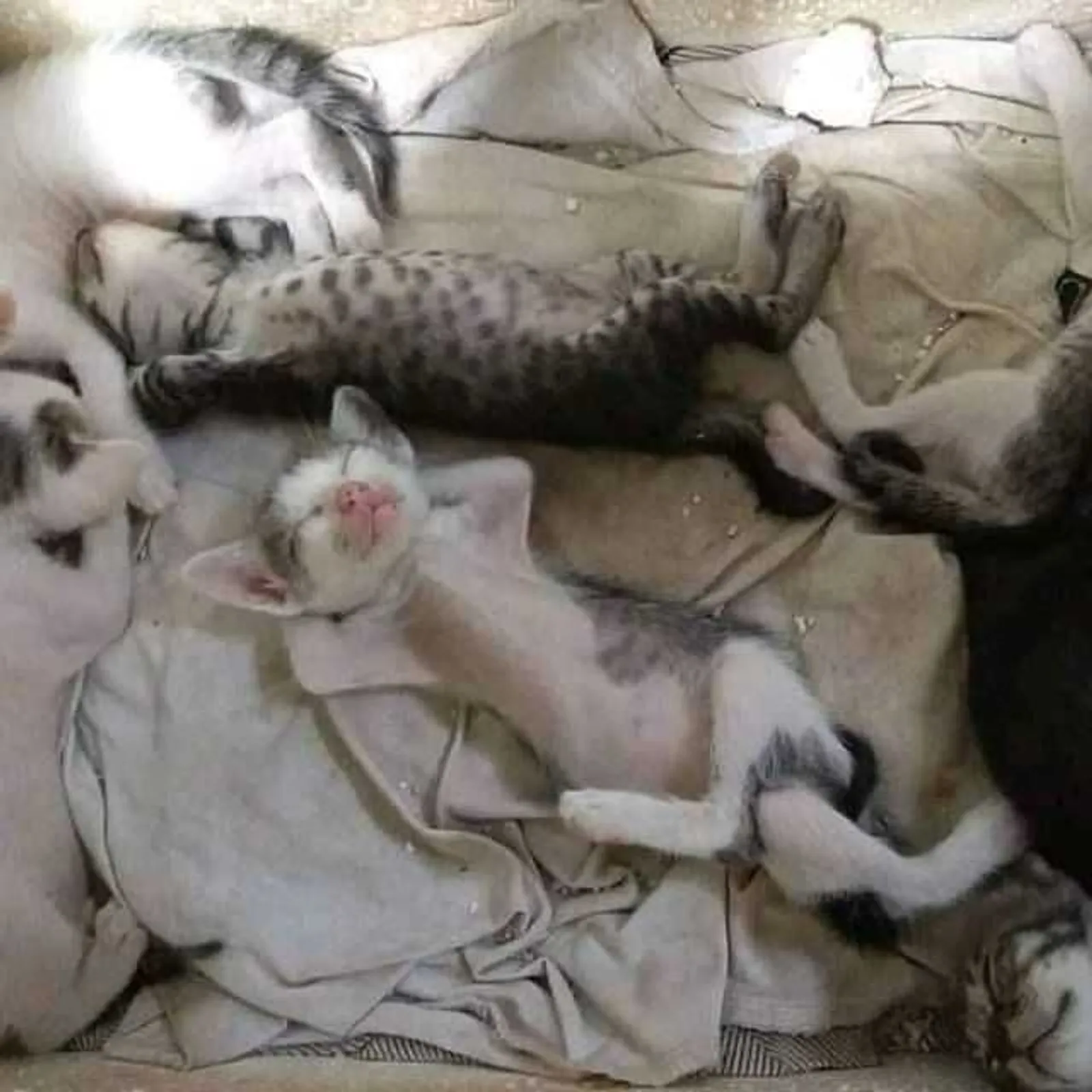 13+ Potret Lucu Kucing Tidur dengan Gaya Absurd yang Menghibur!