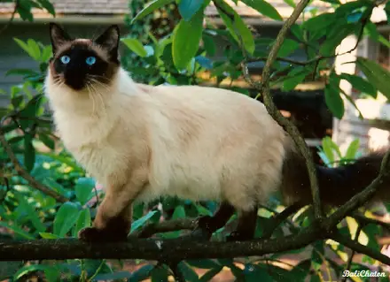 6 Ras Kucing Bermata Biru yang Cocok Dipelihara di Rumah