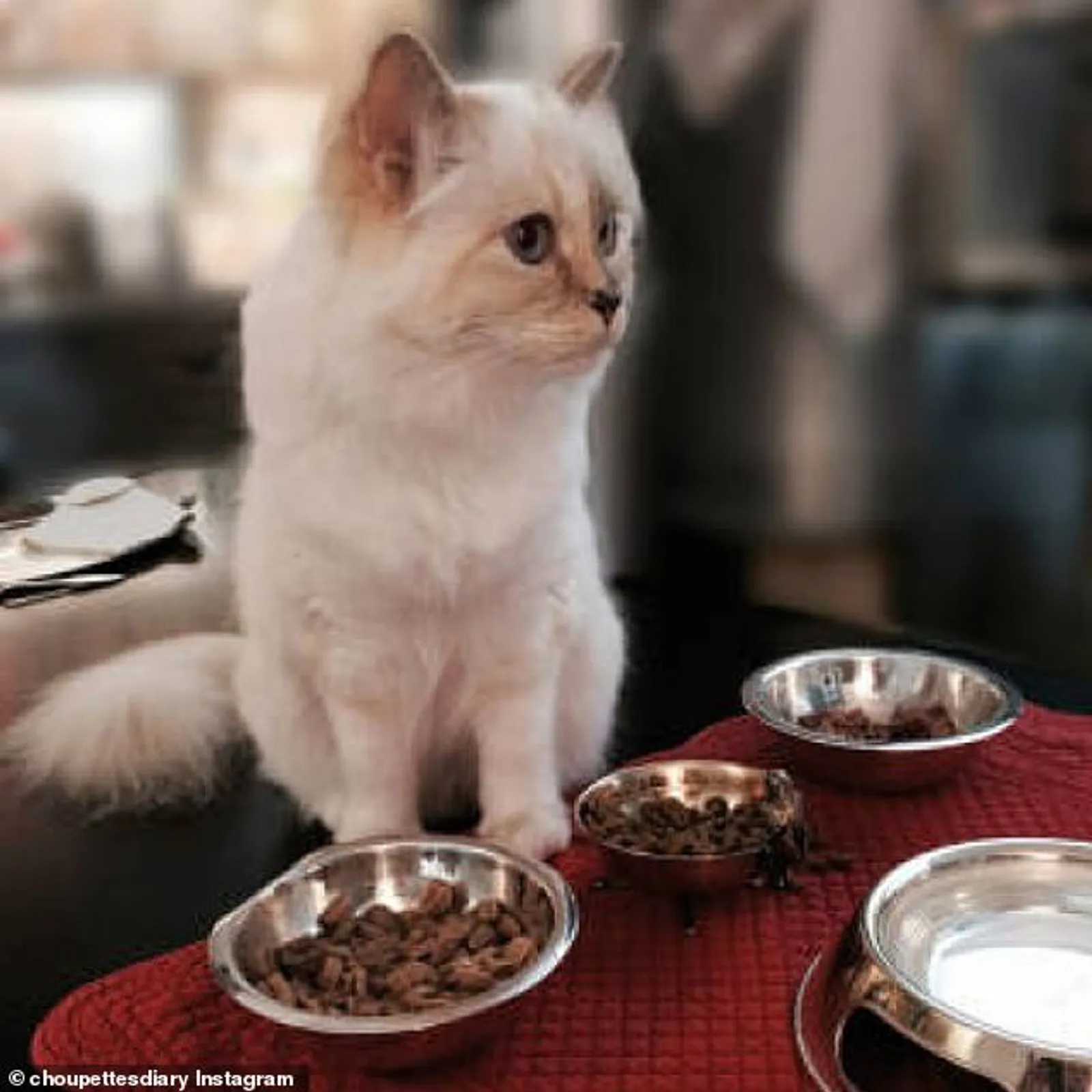 9 Fakta Choupette, Kucing Karl Lagerfeld yang Diundang Ke Met Gala