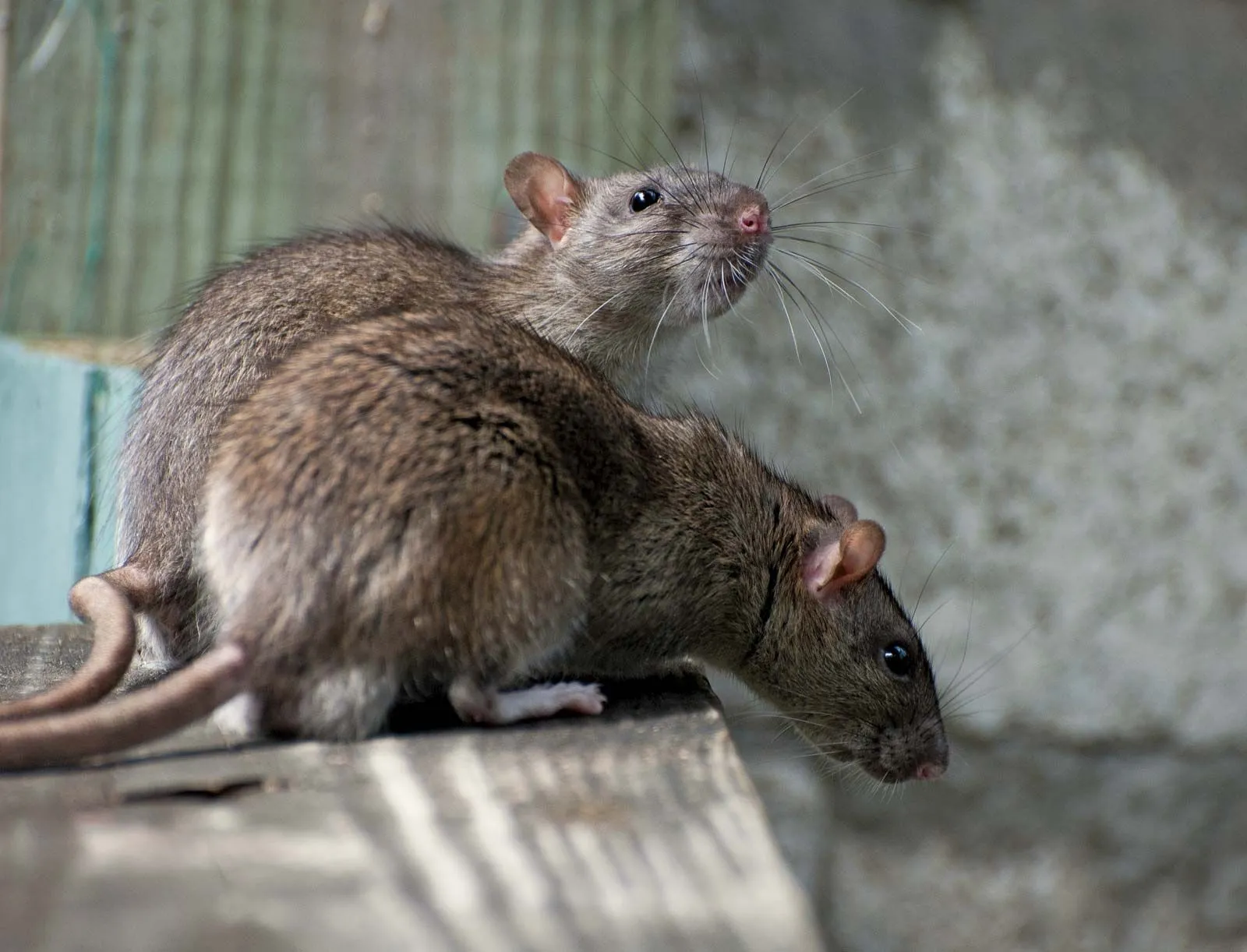Tikus Masuk Jajaran Hewan Tercerdas di Dunia, Ini 6 Alasannya