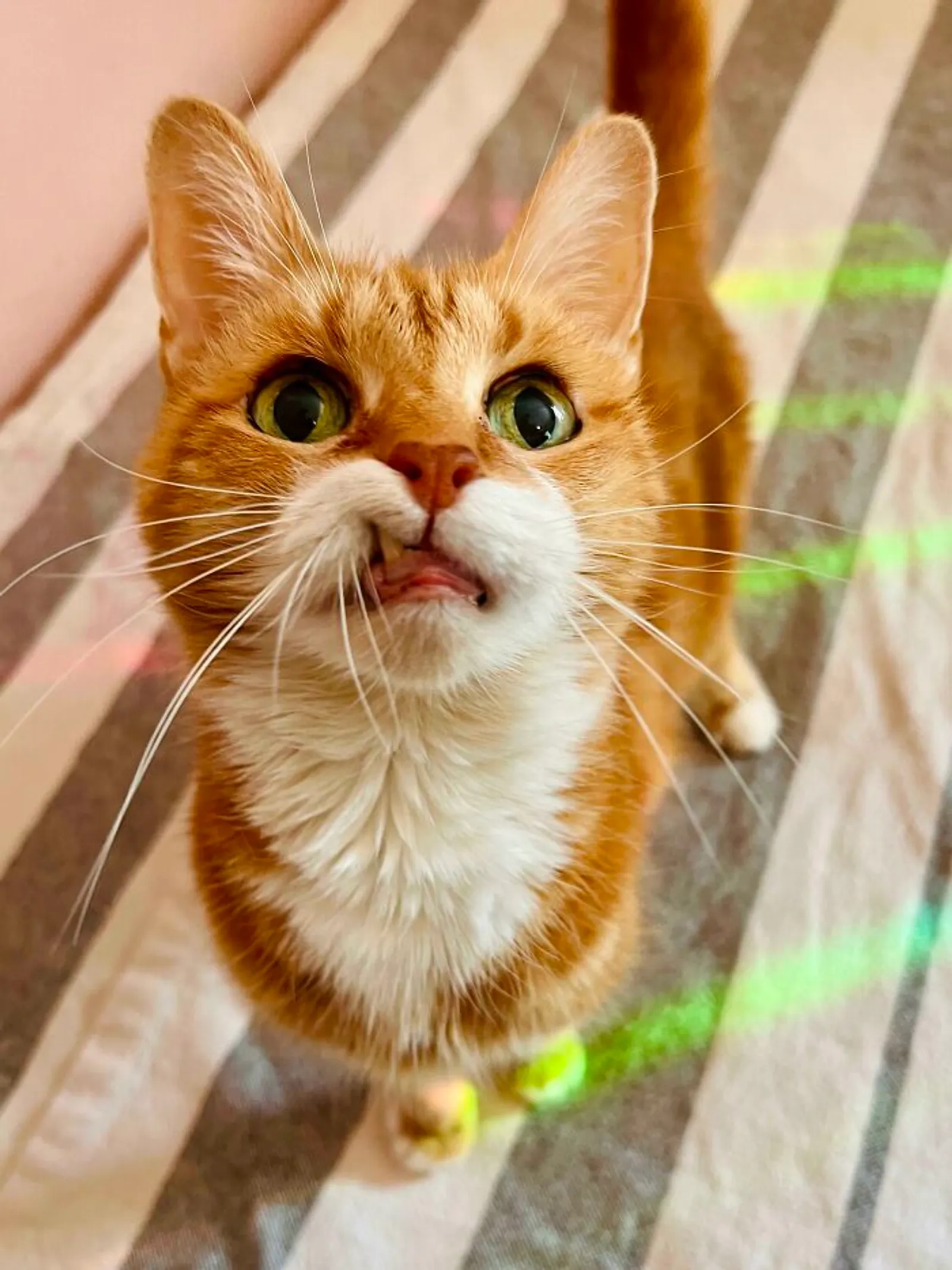 15+ Potret Kocak Kucing Oyen yang Dapat Melukis Hari Kusutmu