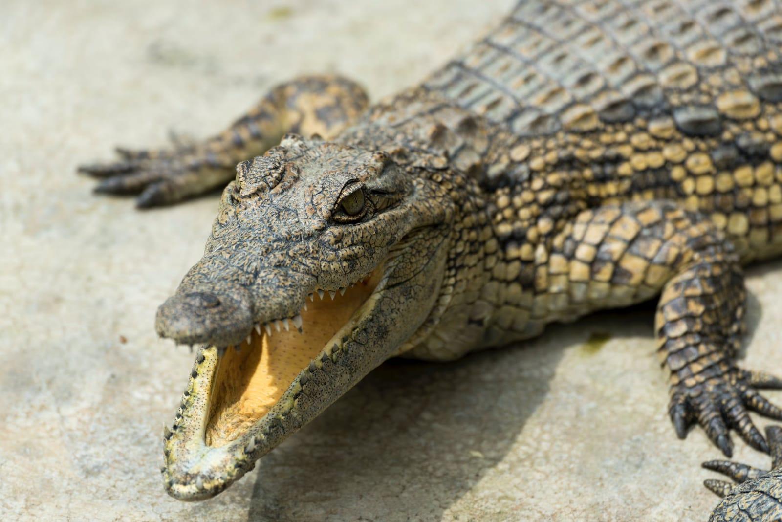 13 Arti Mimpi Melihat Buaya, Bisa Jadi Tanda Baik