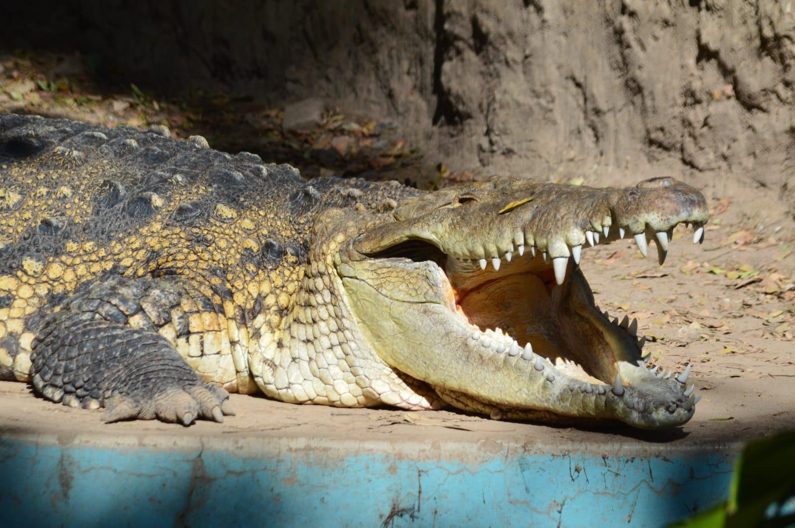 13 Arti Mimpi Melihat Buaya, Bisa Jadi Tanda Baik