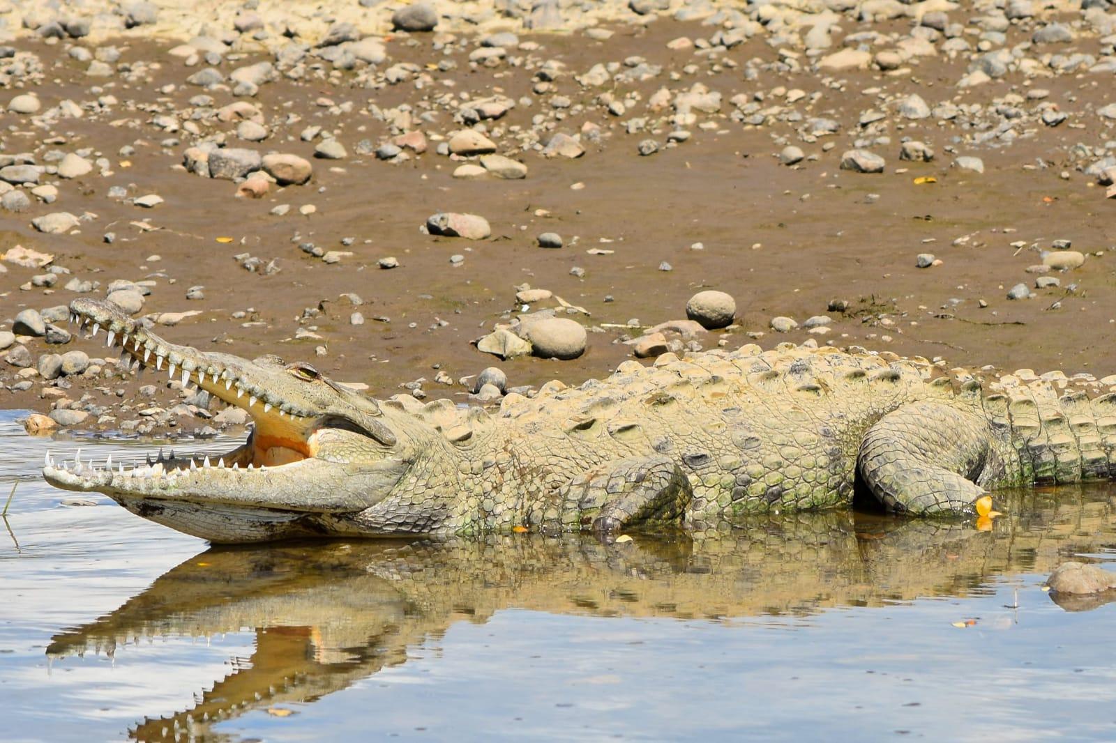 13 Arti Mimpi Melihat Buaya, Bisa Jadi Tanda Baik