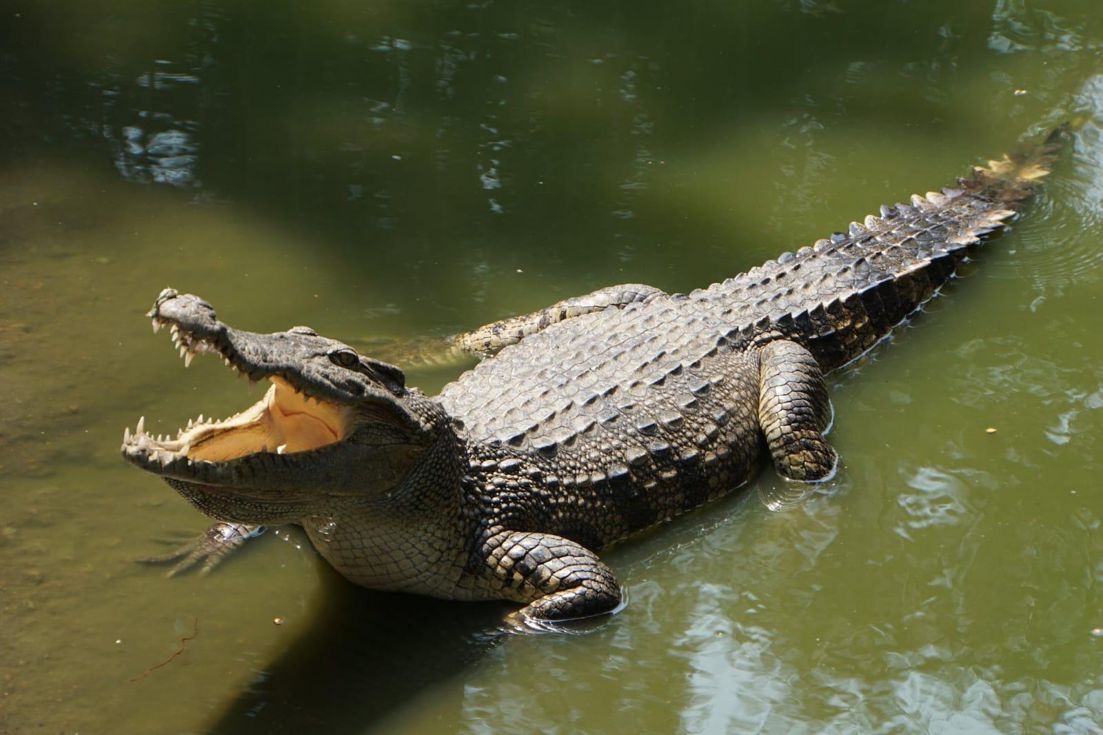 13 Arti Mimpi Melihat Buaya, Bisa Jadi Tanda Baik