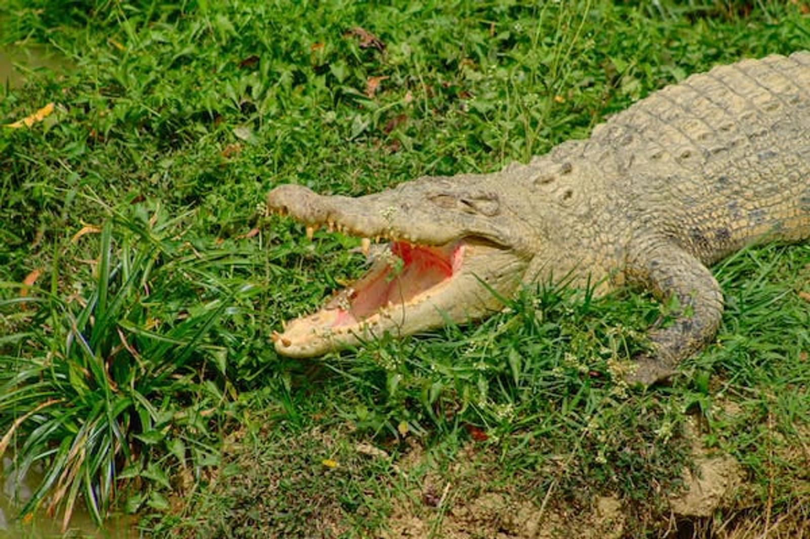 13 Arti Mimpi Melihat Buaya, Bisa Jadi Tanda Baik