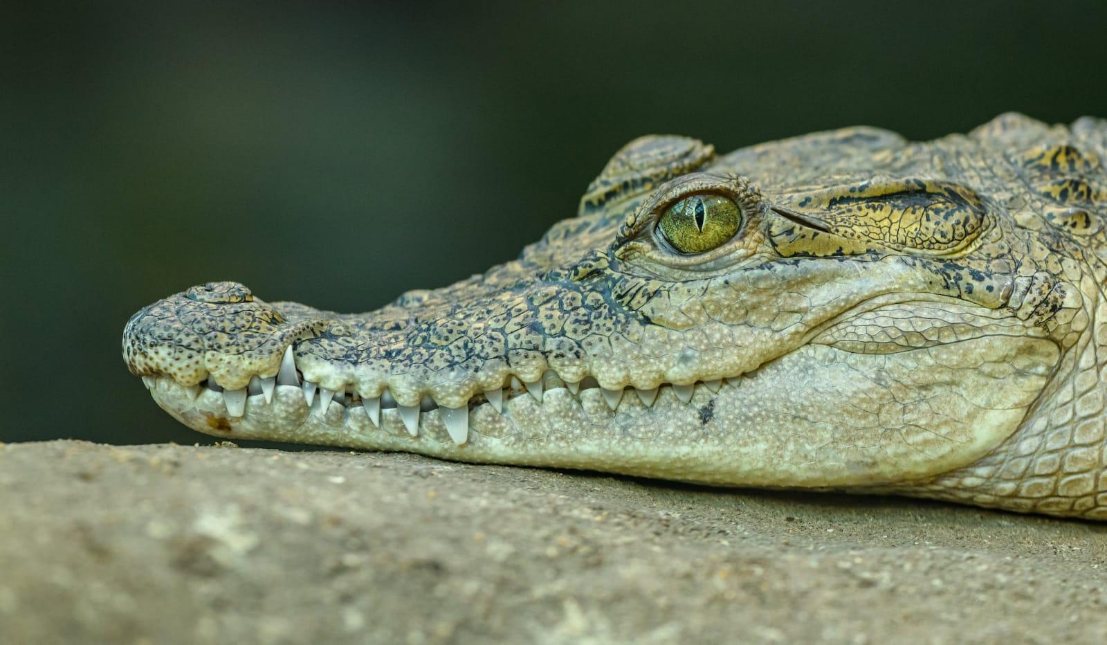 13 Arti Mimpi Melihat Buaya, Bisa Jadi Tanda Baik