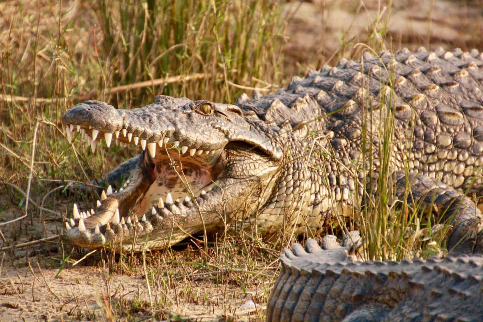 13 Arti Mimpi Melihat Buaya, Bisa Jadi Tanda Baik